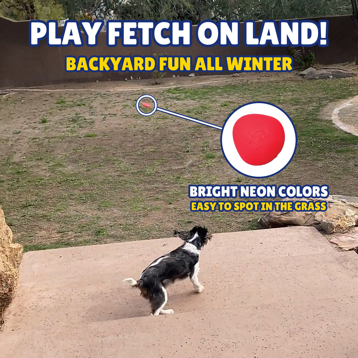 Dog chasing a thrown SKIP NN' Fetch stonne in the backyard - bright neon colors are easy to spot in the grass